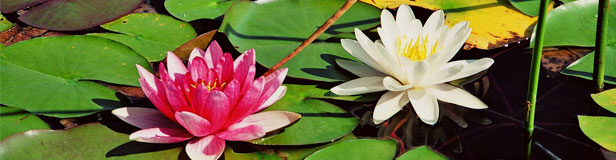 blomahaus
