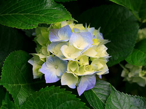 Hydrangeas Blóm